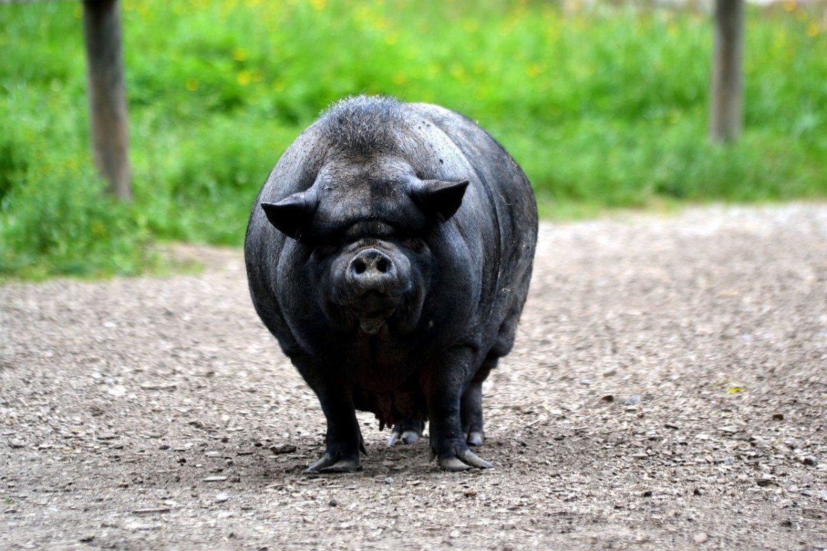 Свинья с поколотом носом