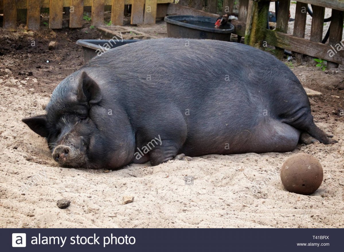 Животные свинья большая