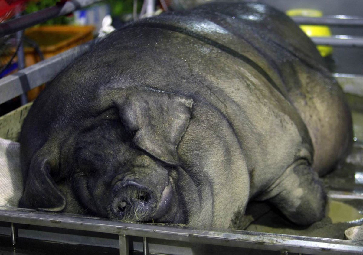 Самая большая свинья в мире