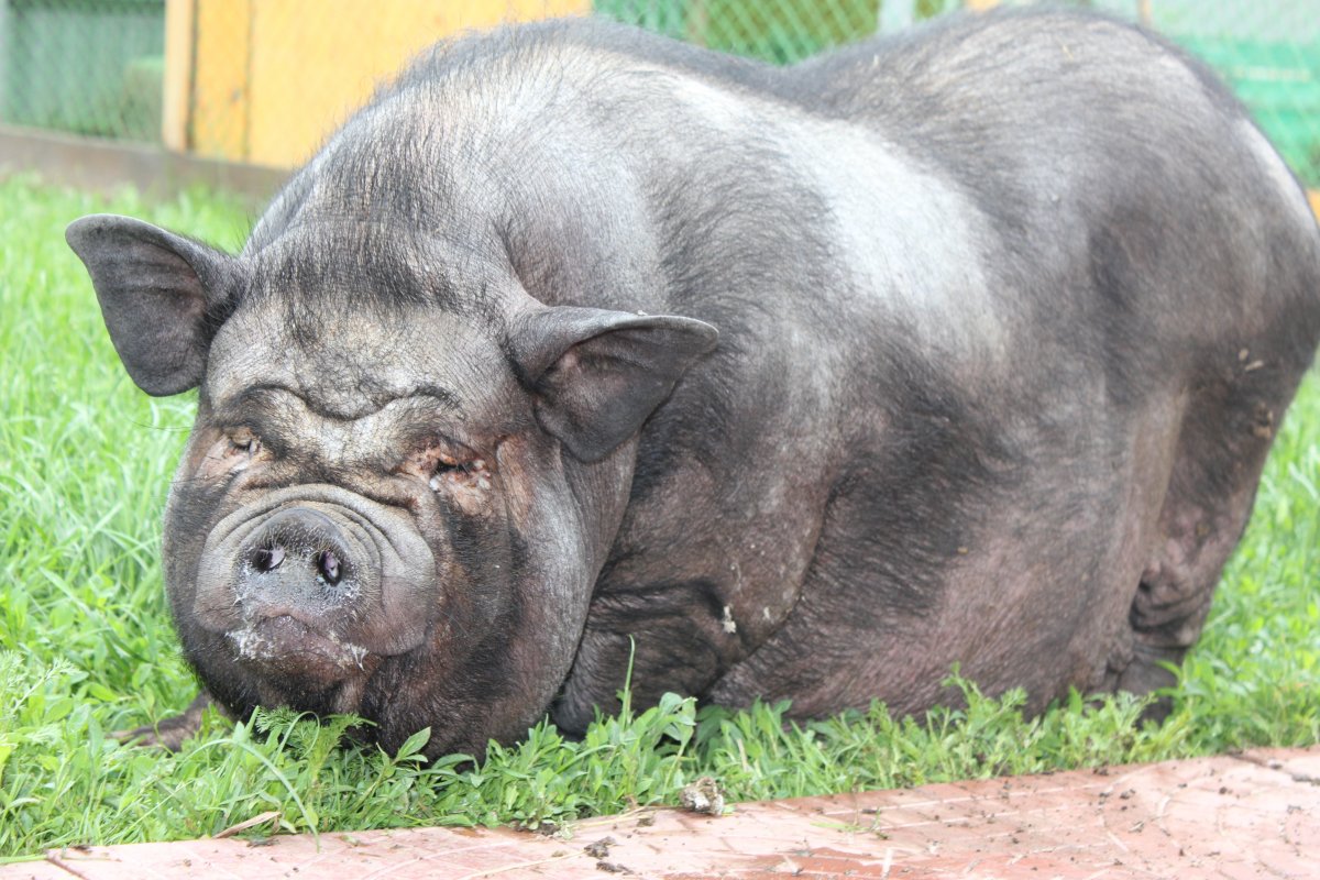 Огромная свинья