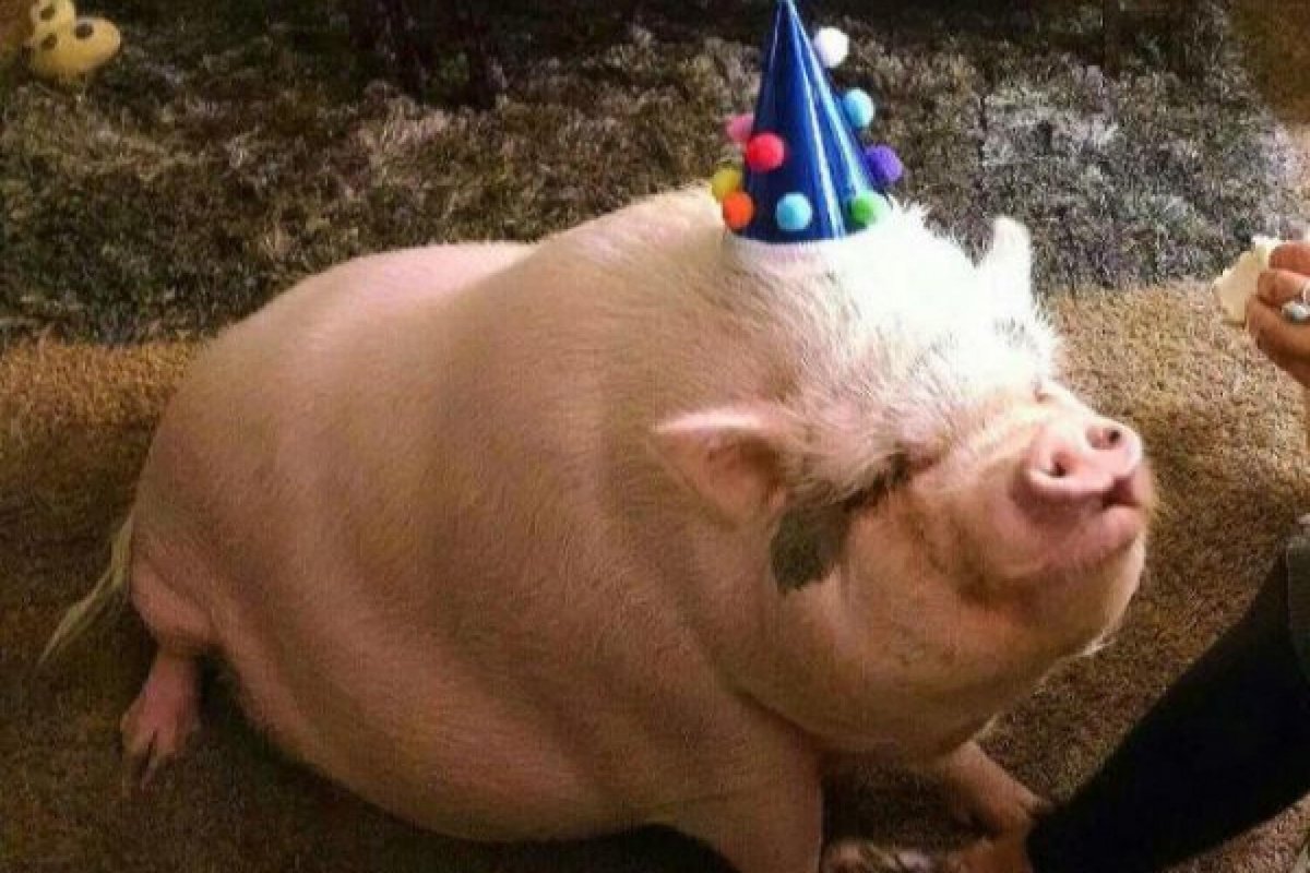 Минипиг хряк