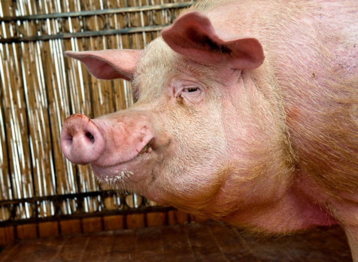 Вьетнамская вислобрюхая свинья