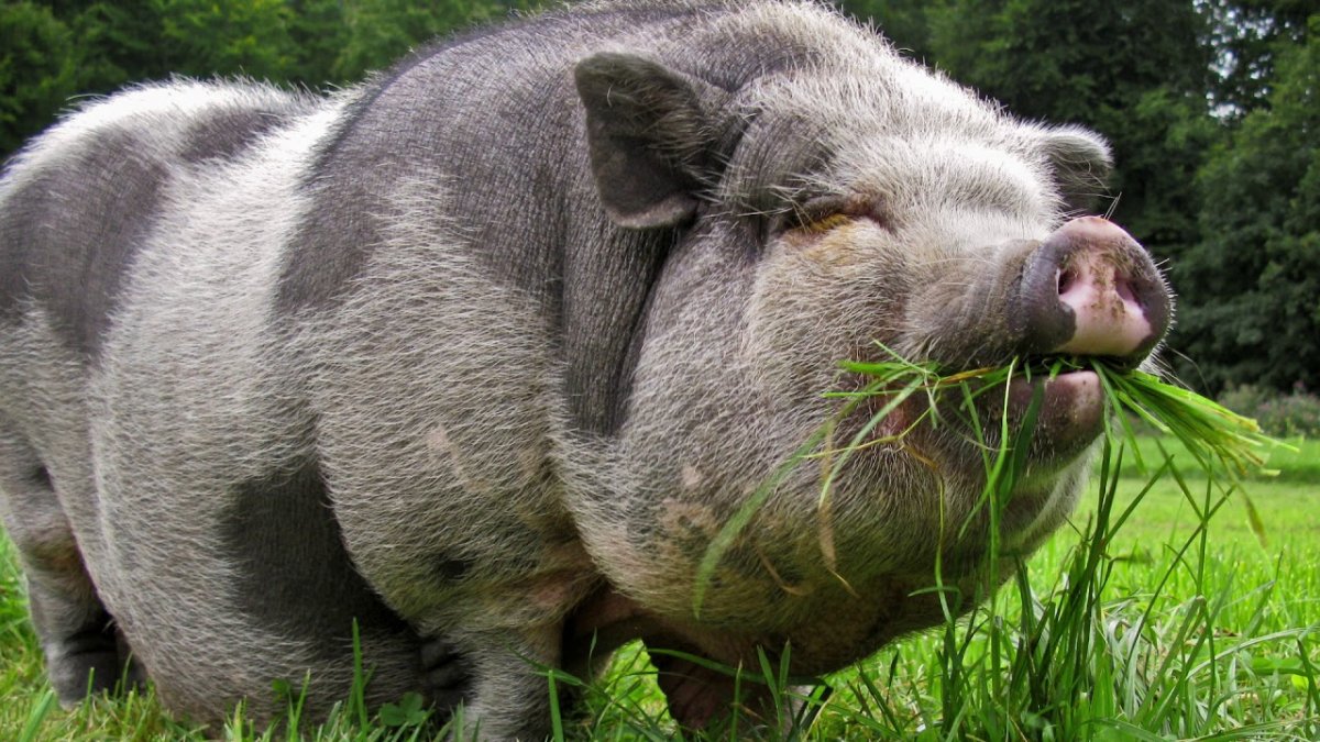 Порода свиней Темпо