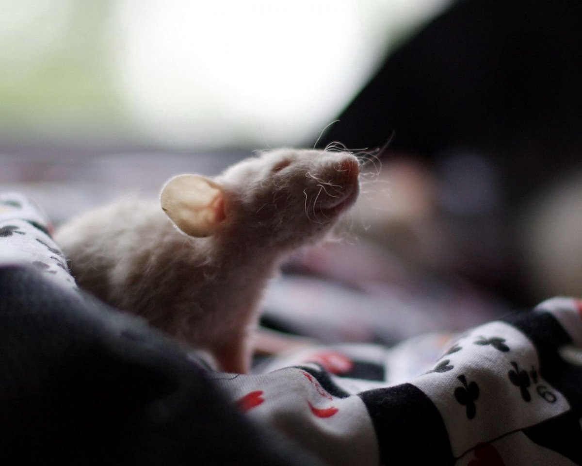 Крыса Дамбо белая с черными глазами