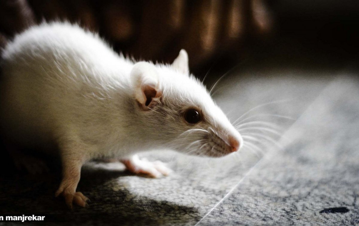 Крыса выглядывает из за угла