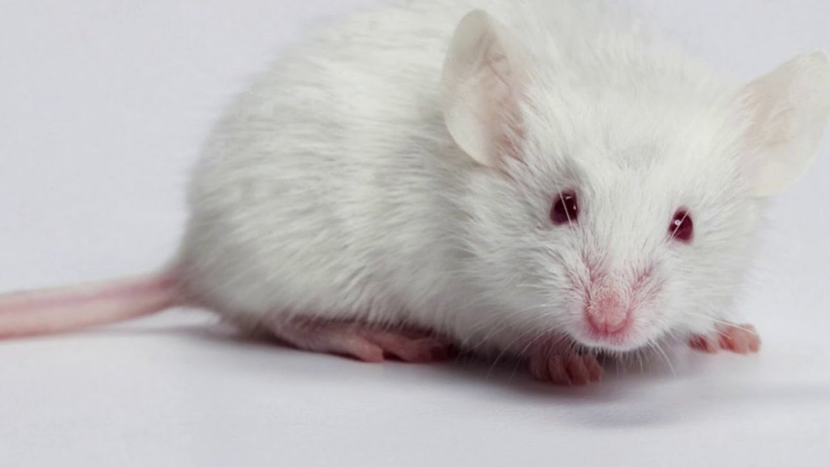 Альбиноса крысы слепая
