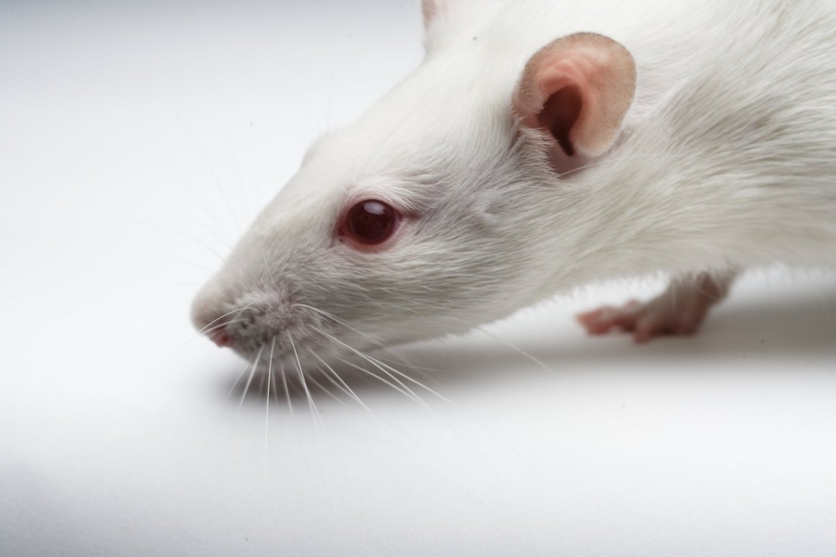 Джунгарский хомяк альбинос