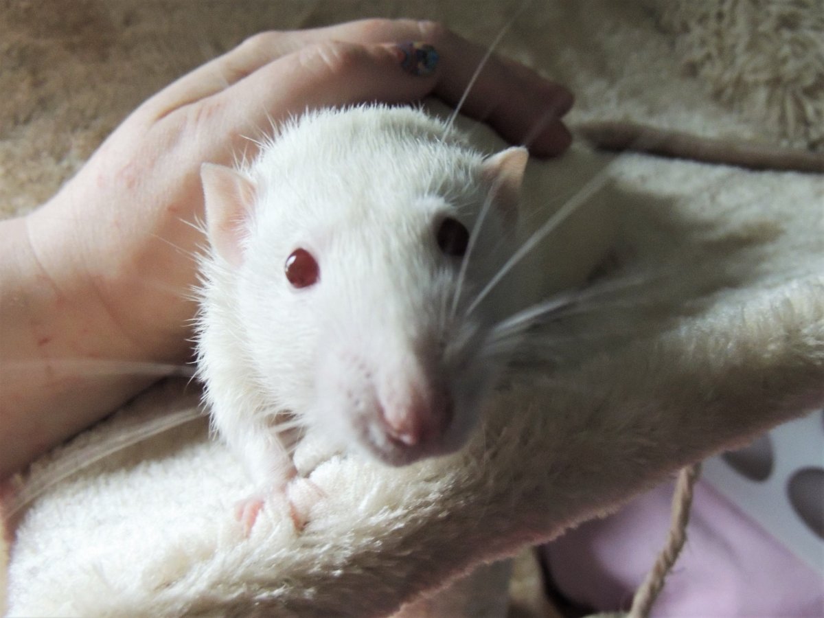 Белая мышь с красными глазами