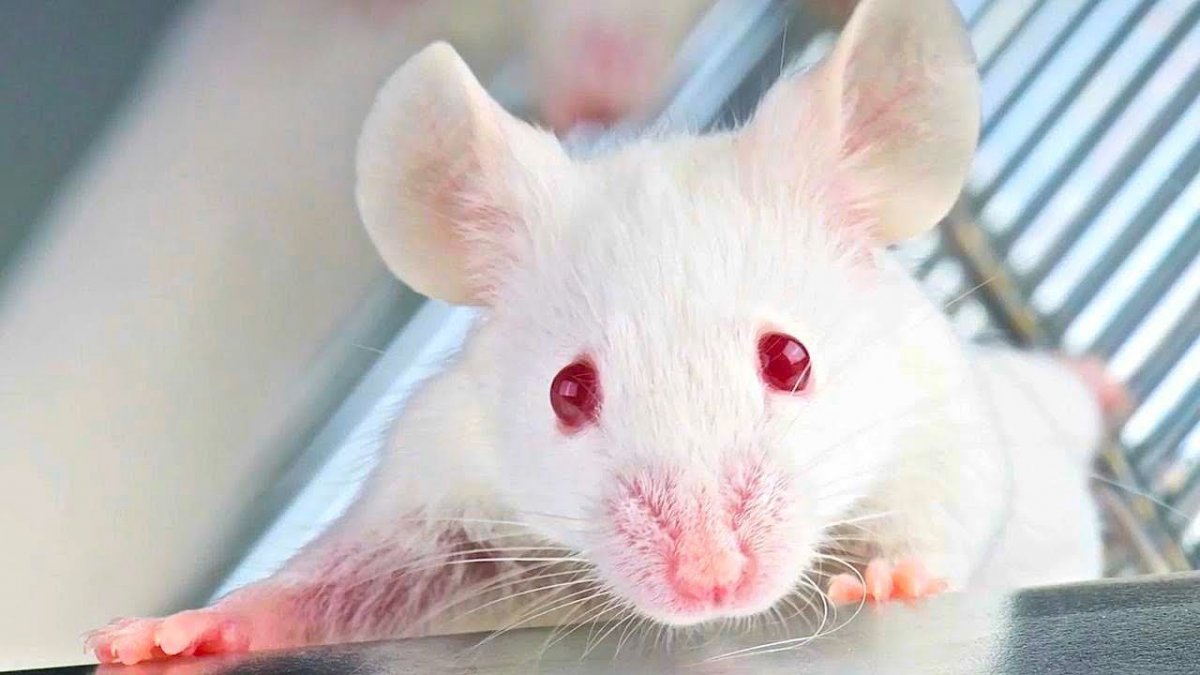 Милые крыски