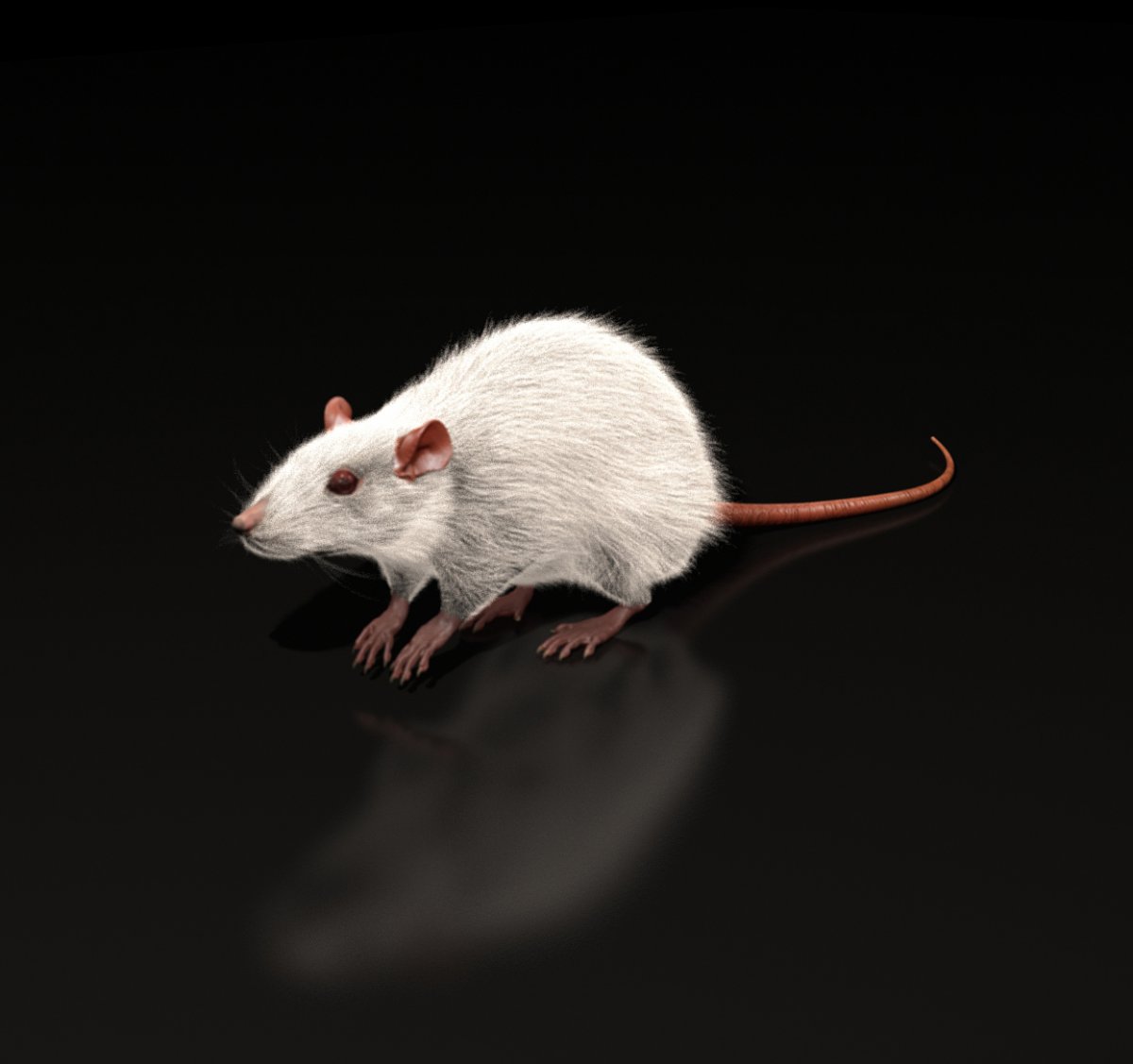 Коричневая крыса Эстетика