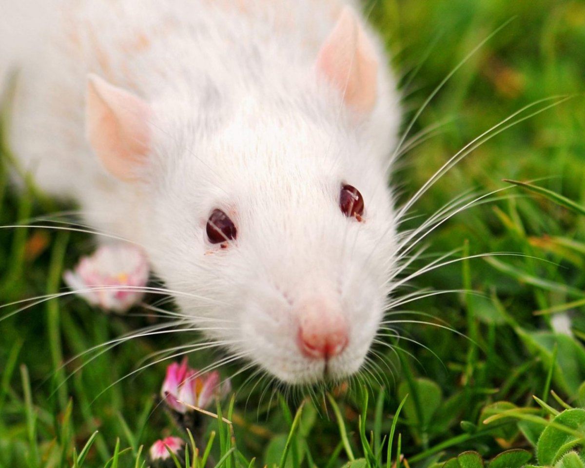 Белая крыса с черными глазами