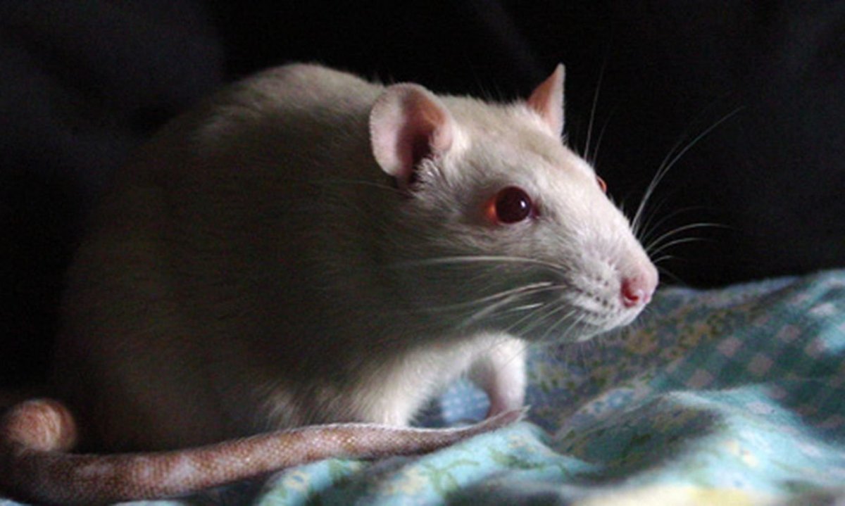 Мышка альбинос