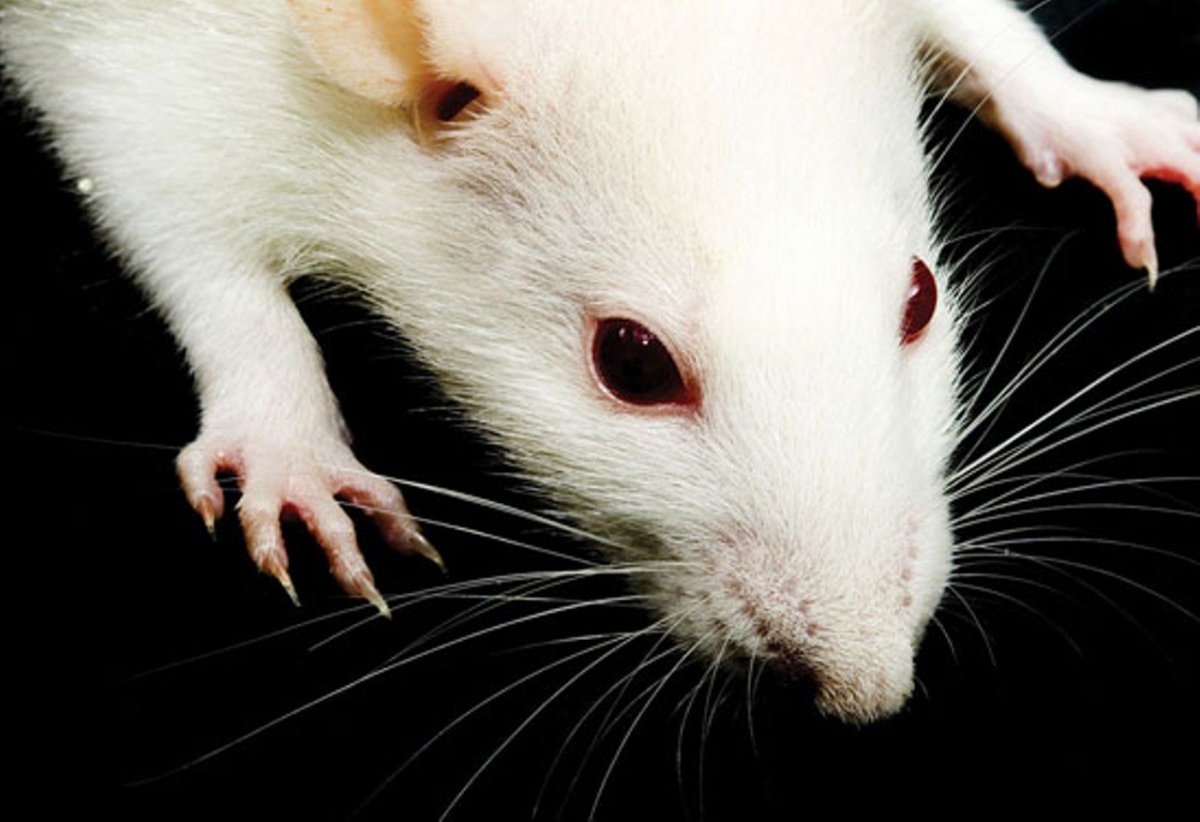 Эстетика крыс с красными глазами