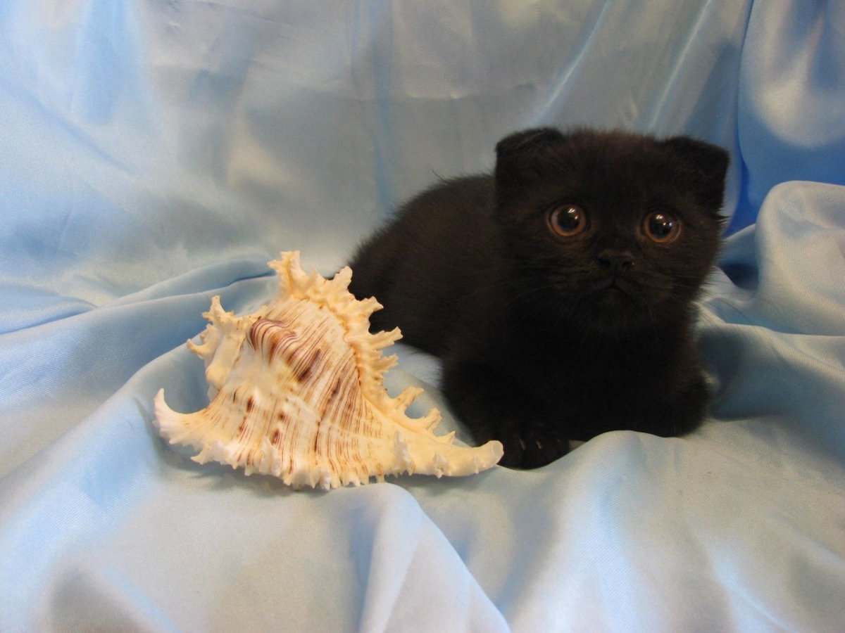 Скоттиш фолд котята черные