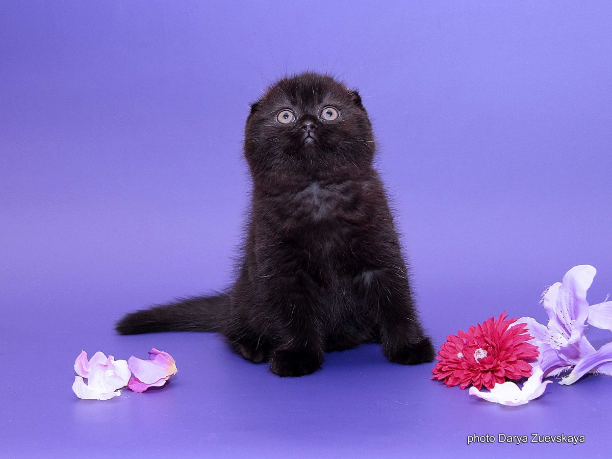 Скоттиш фолд черный