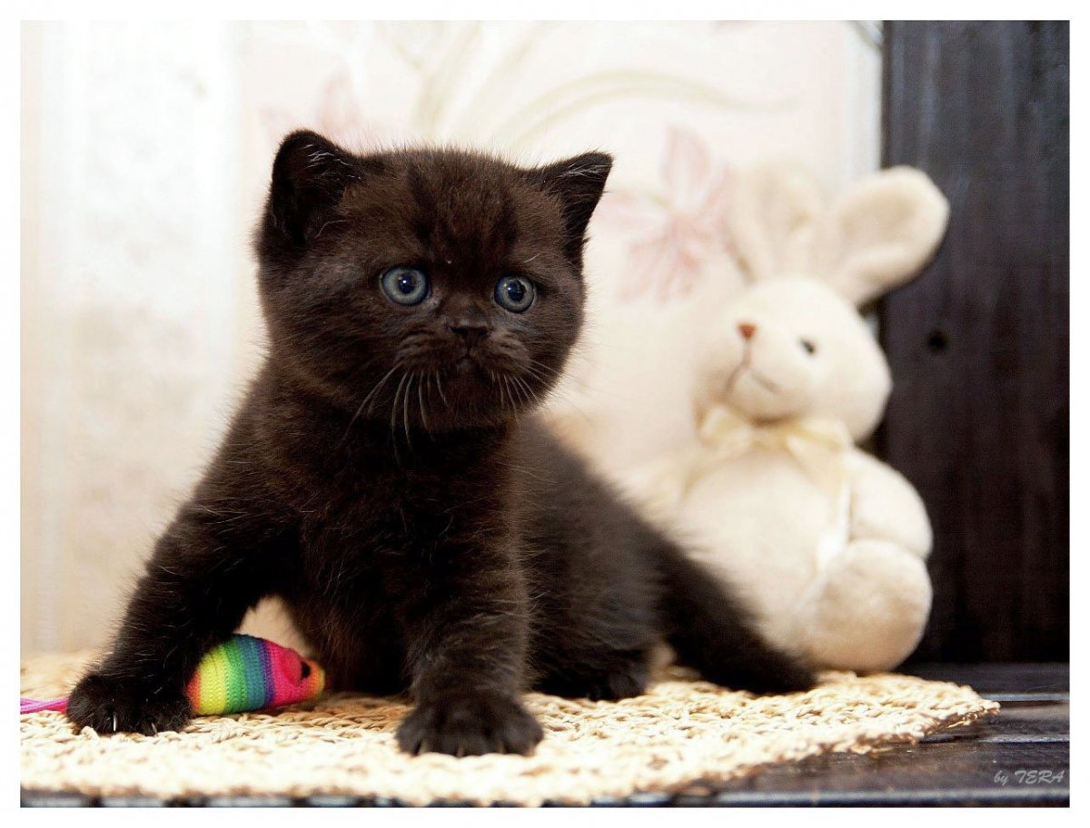 Шотландская вислоухая кошка черная