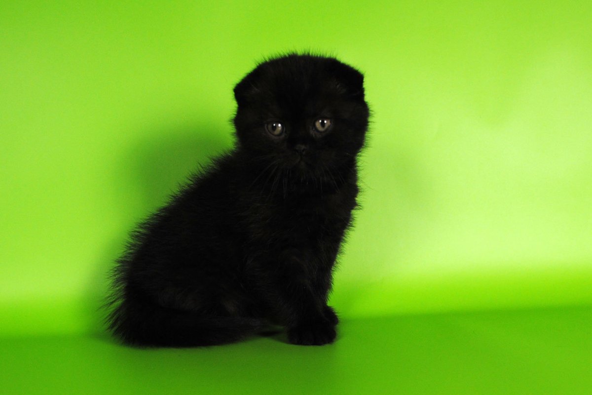 Чёрный вислоухий кот фото