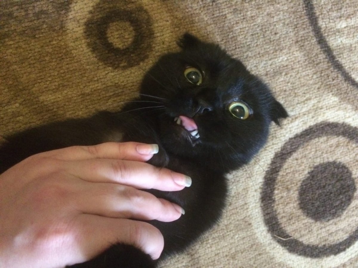 Скоттиш фолд черный Бишкек