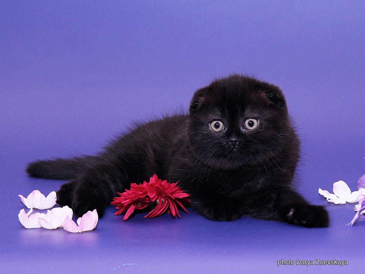 Черный плюшевый котенок вислоухий