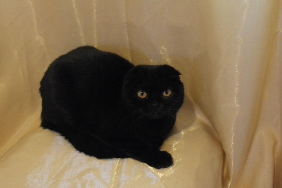 Скоттиш фолд вислоухий черный