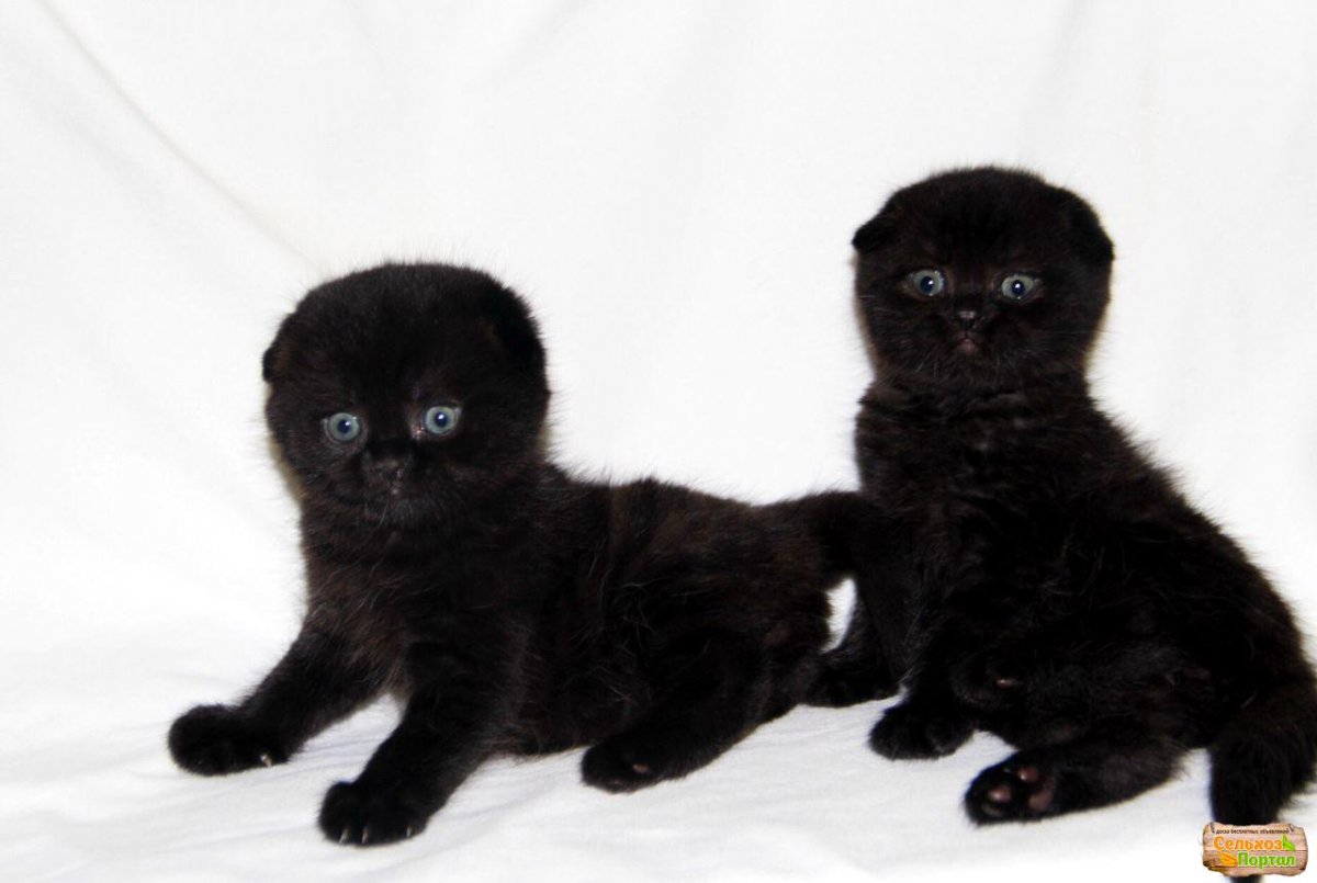 Шоколадные плюшевые котята