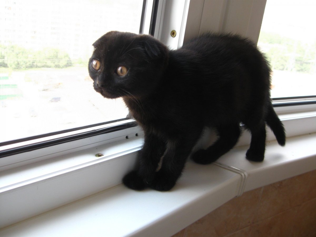 Чёрные Шотландские веслоухие котята