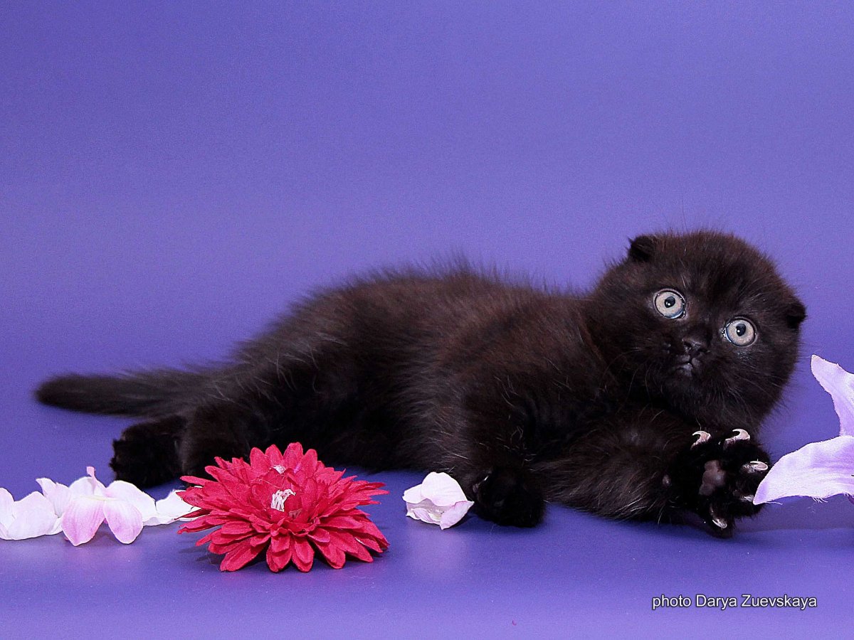 Шотландская вислоухая кошка черная котенок