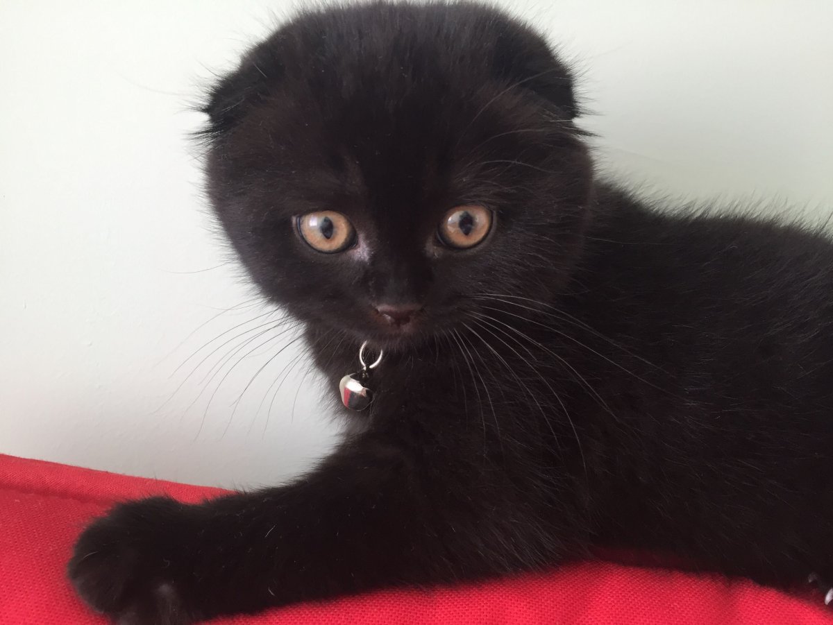 Шотландская вислоухая кошка черная