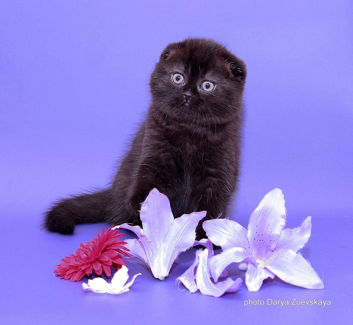 Шотландская вислоухая кошка черная котенок