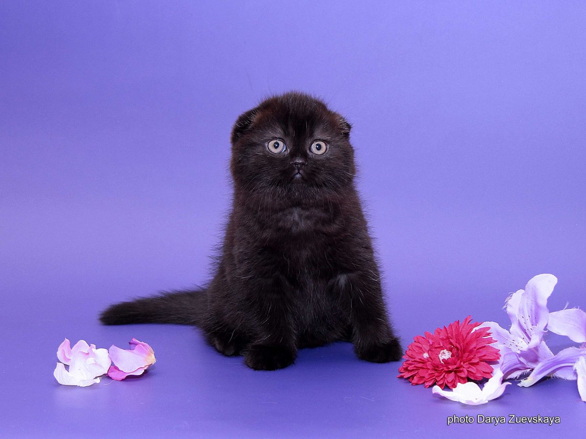 Британский вислоухий котенок черный