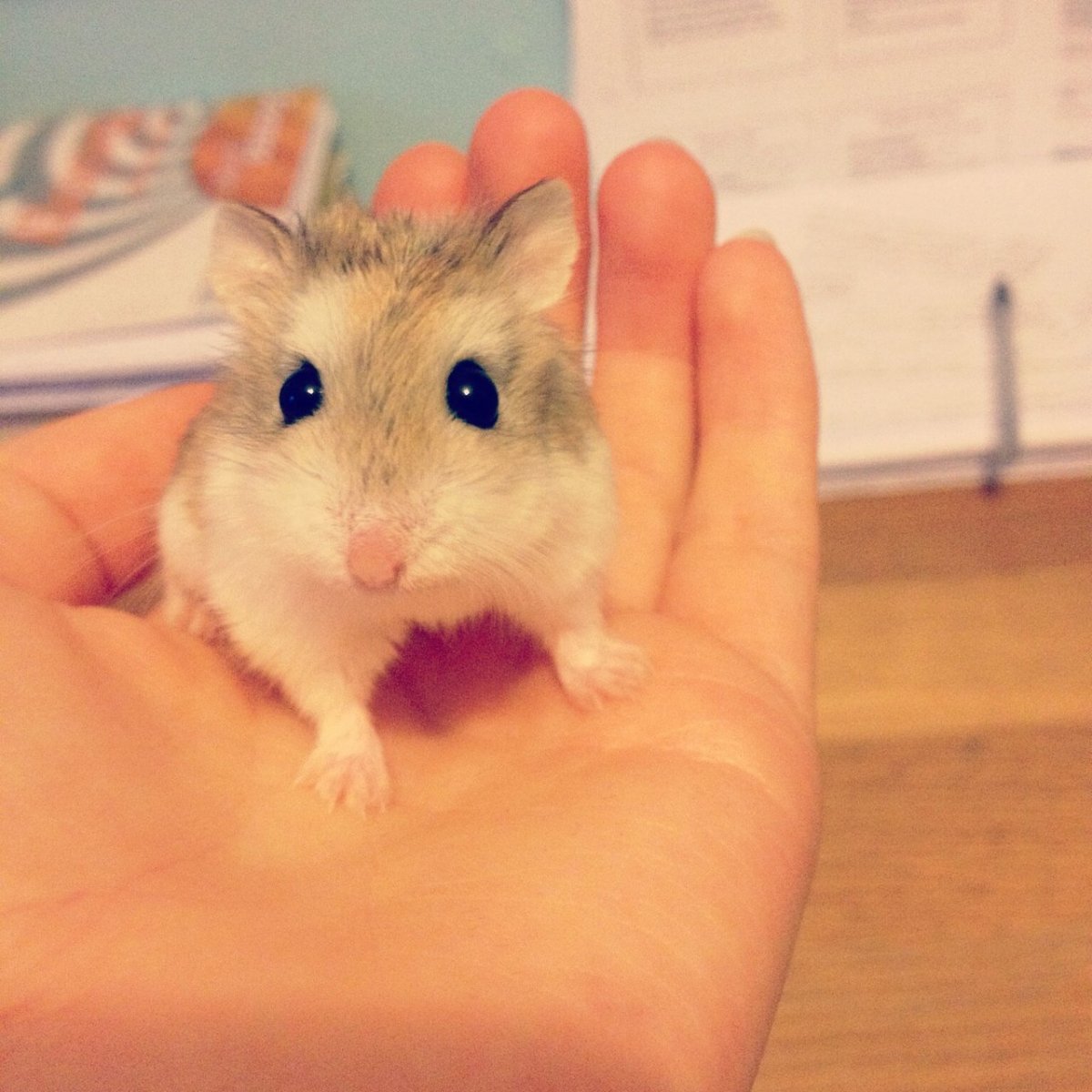 Белый хомяк любимая жвачка