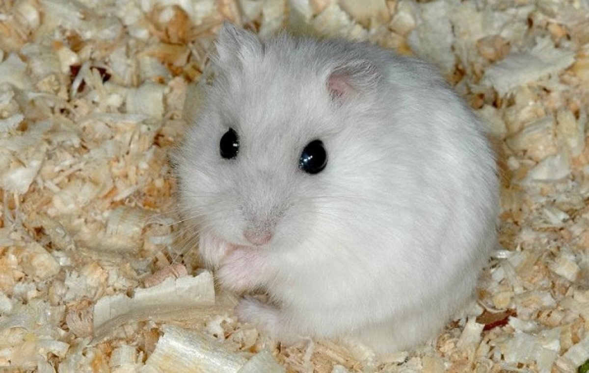 Хомяк маленький белый