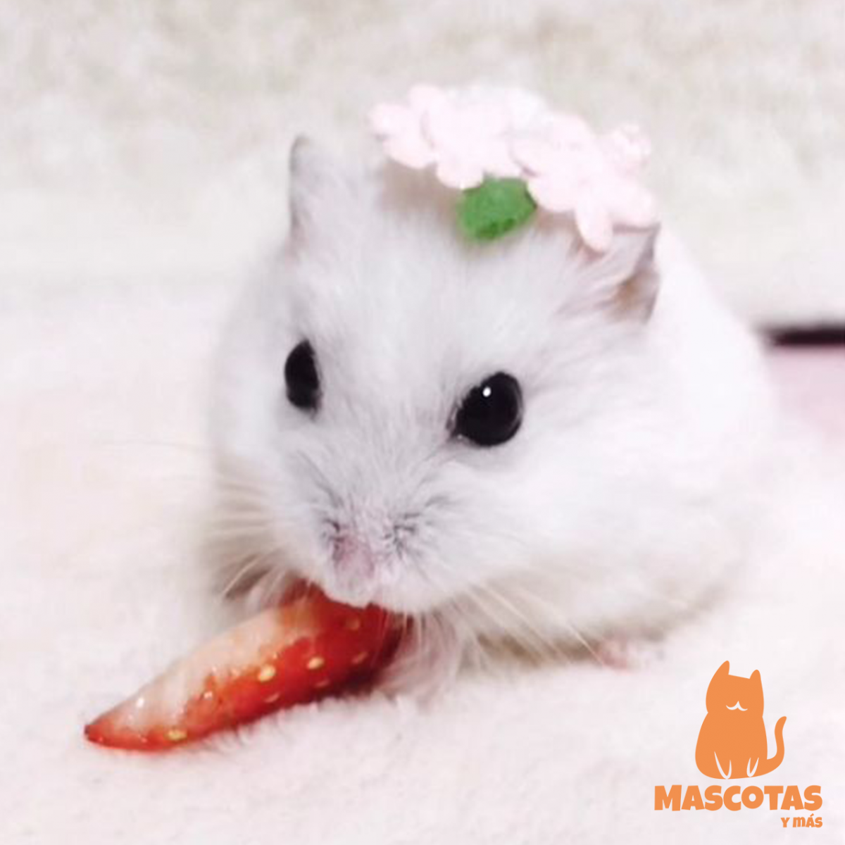 Джунгарский хомячок белый