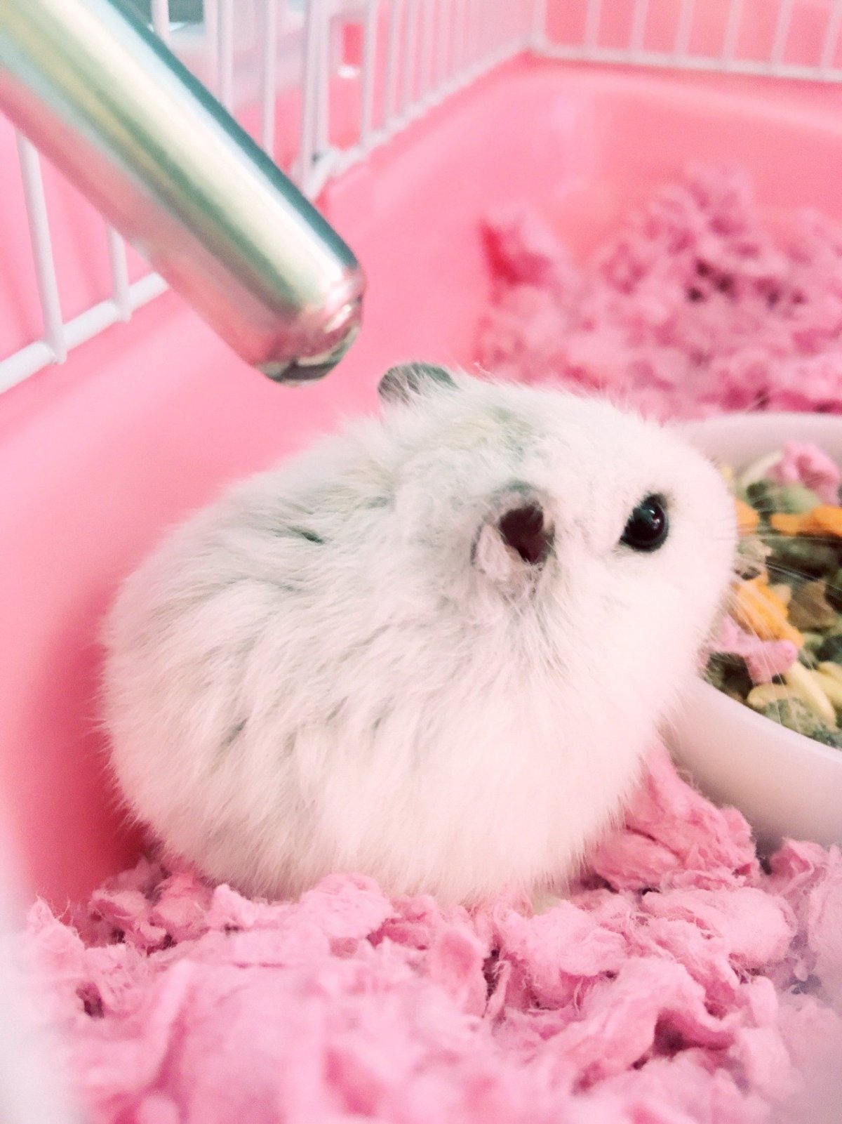 Картинки хомяк ТВ