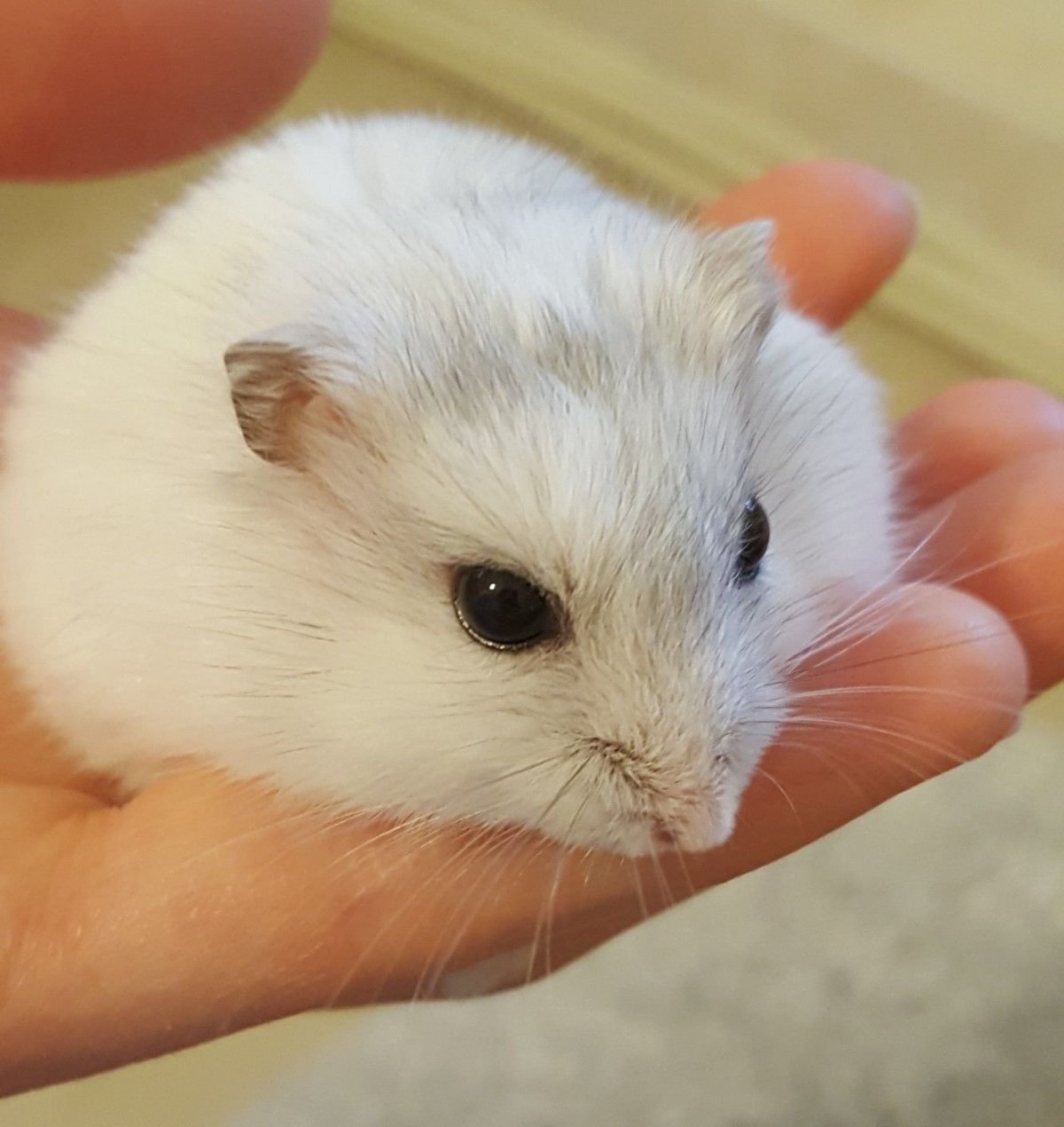 Ручной хомяк