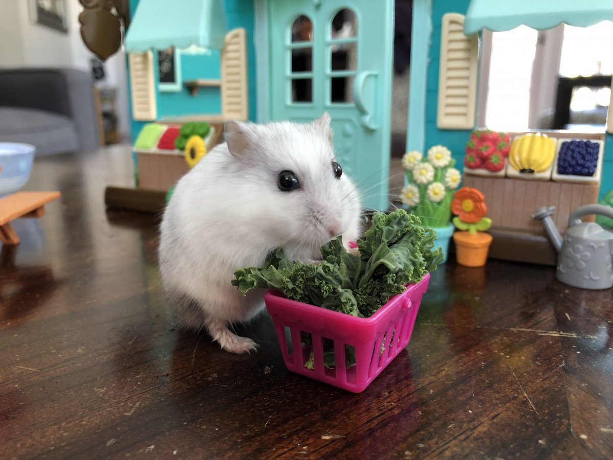 Девушка хомячок