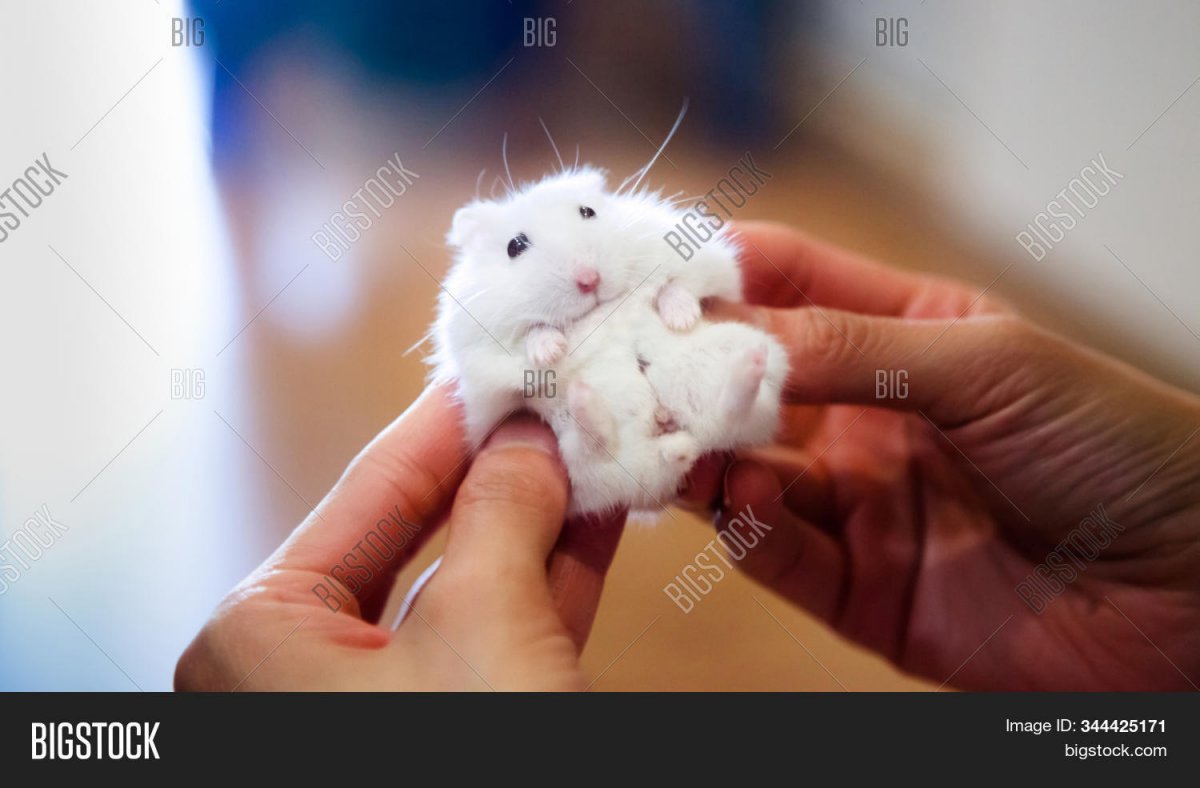 Белый хомяк в руке