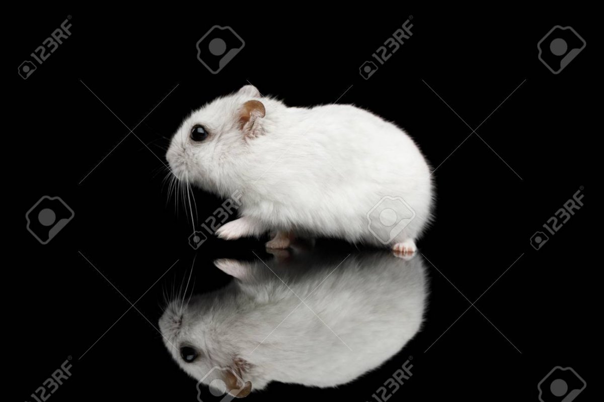 Джунгарский хомяк Хома