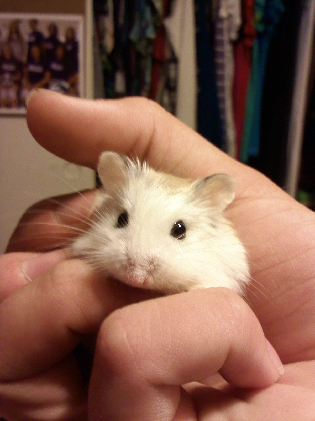 Джунгарский хомяк розовый