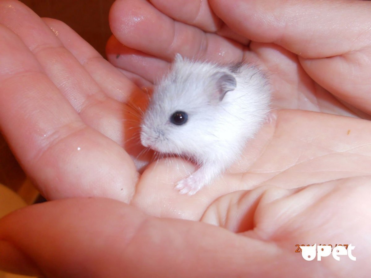 Хомяк джунгарский шиншилловый