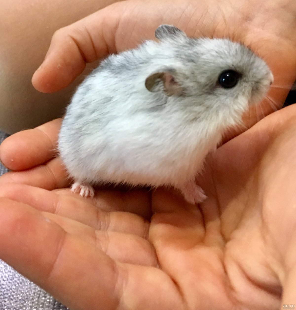 Хомяк джунгарский