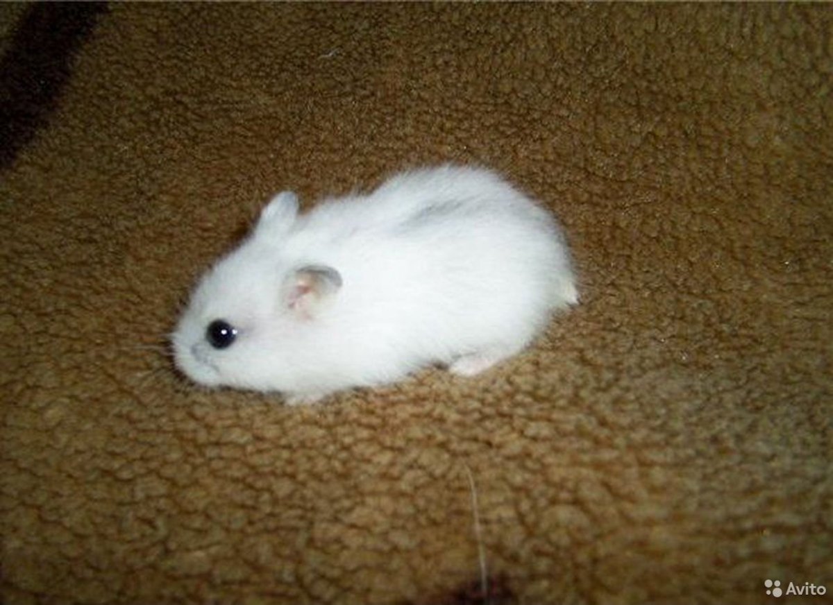 Голубой хомяк