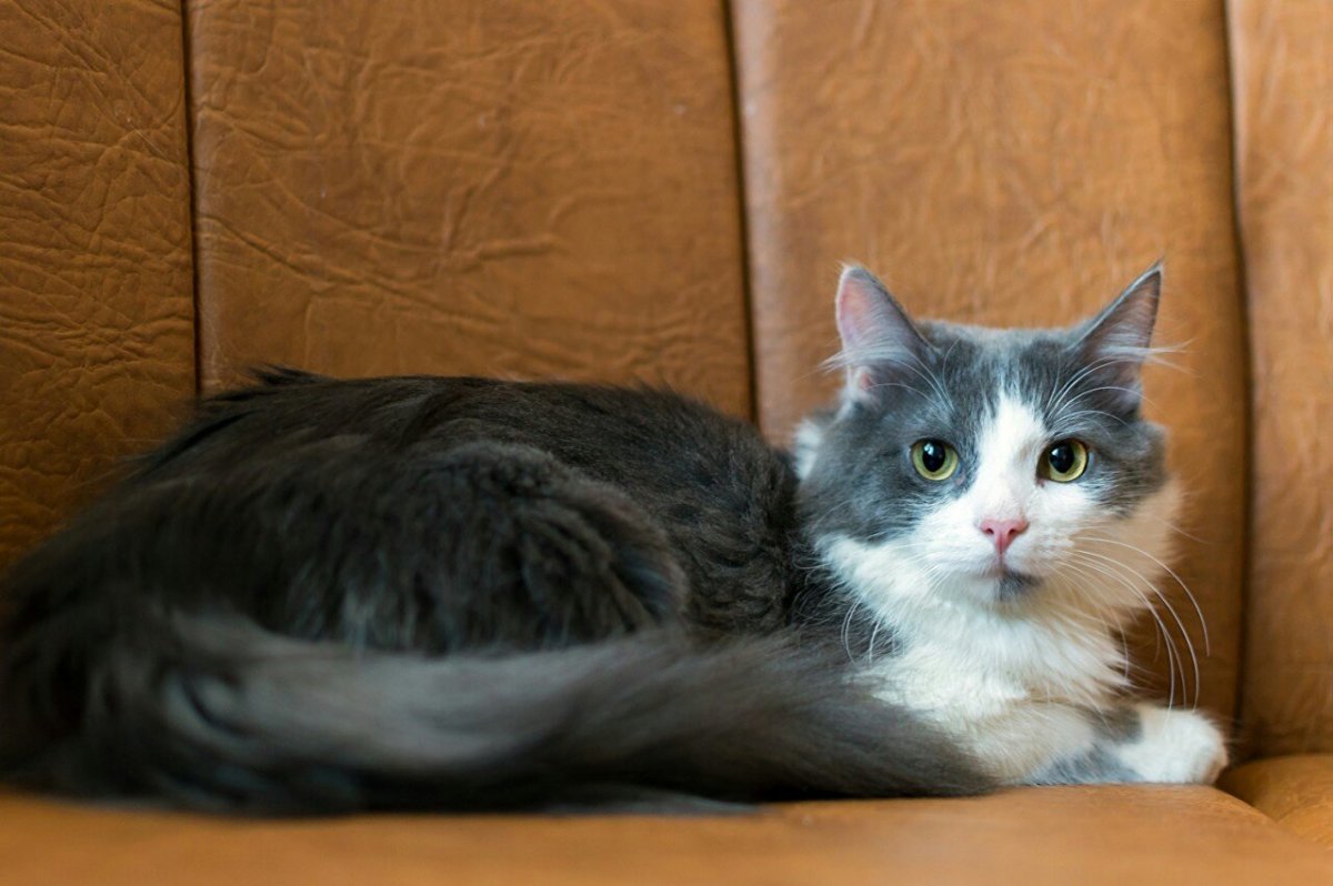 Сибирская кошка серая с белым