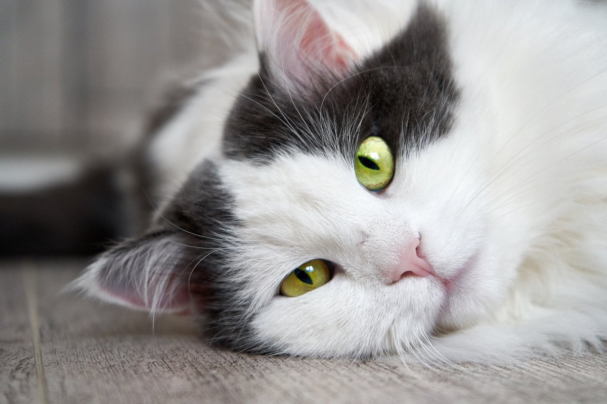 Серая белая кошка