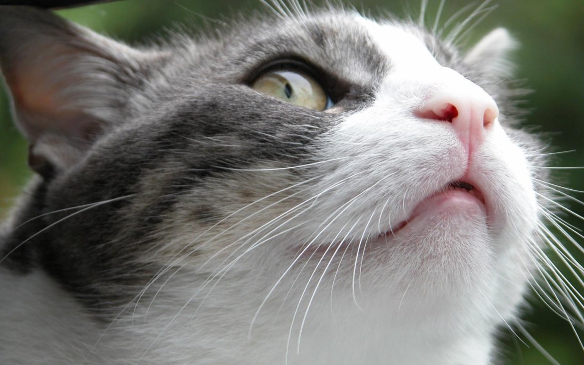 Животные кошки