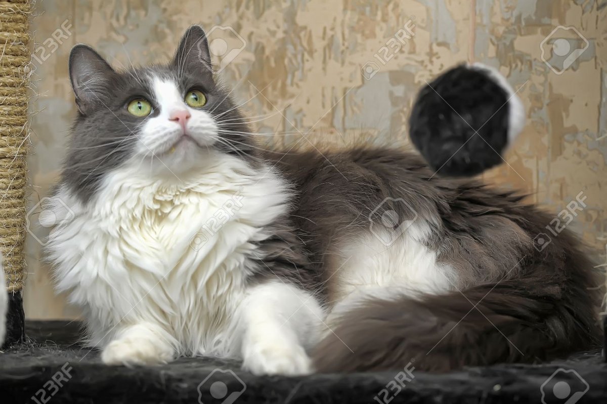 Серо белый кот