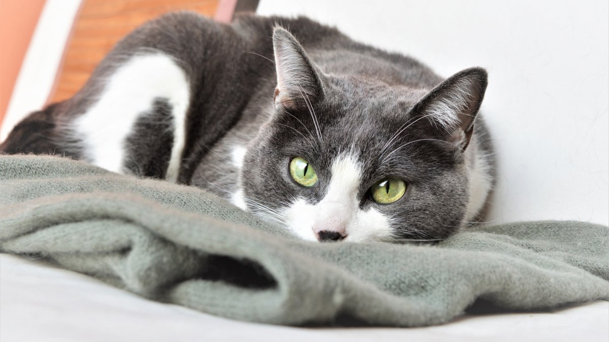 Бело серый кот