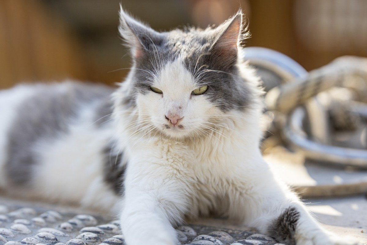 Ровный серо белый котенок