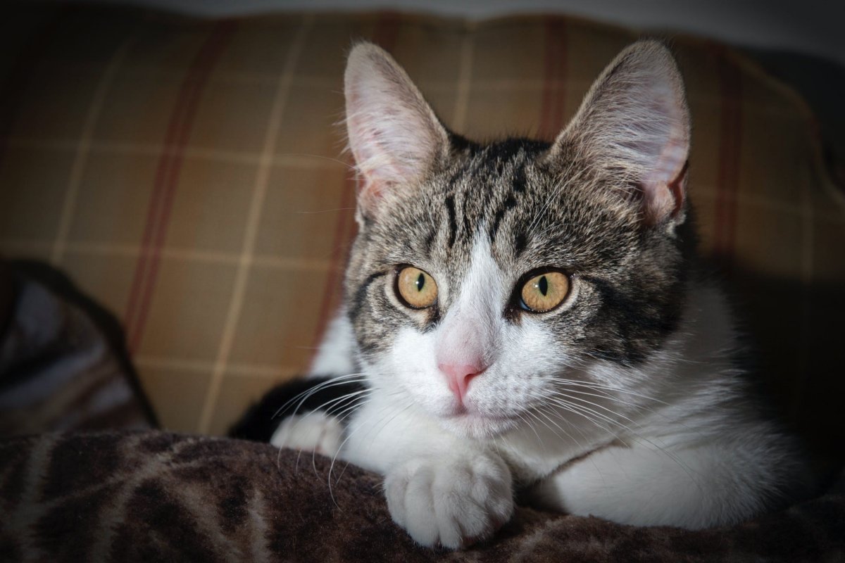 Серо-белый котёнок