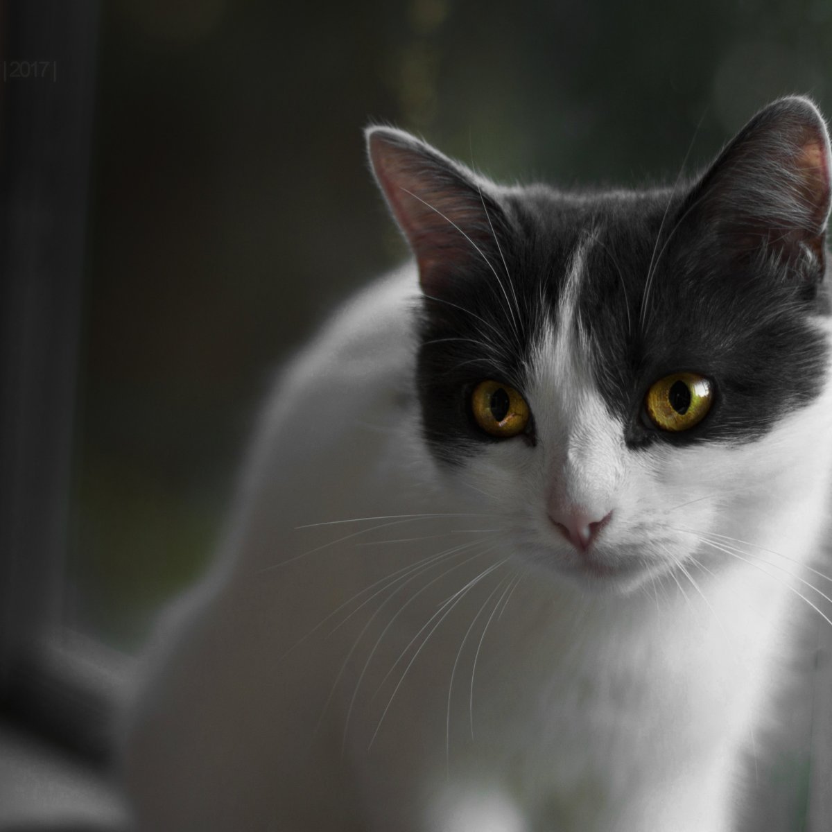 Бело серый котенок с зелеными глазами